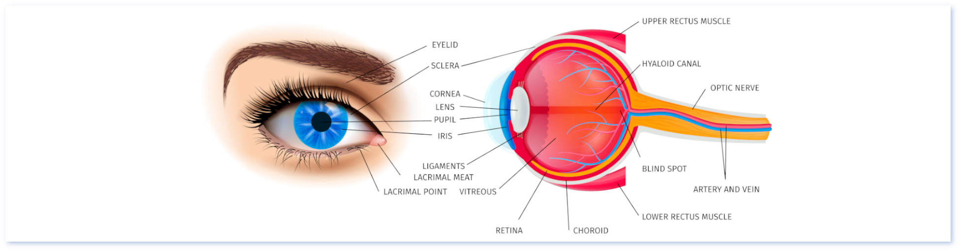 Urgences ophtalmologiques